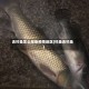 去钓鱼怎么报备疫情地区(钓鱼去钓鱼)