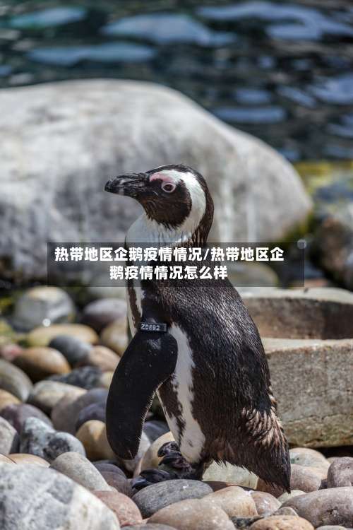 热带地区企鹅疫情情况/热带地区企鹅疫情情况怎么样-第1张图片