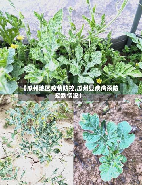 【瓜州地区疫情防控,瓜州县疾病预防控制情况】-第1张图片